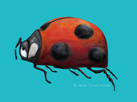Marienk&auml;fer, ladybug