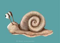Schnecke, snail